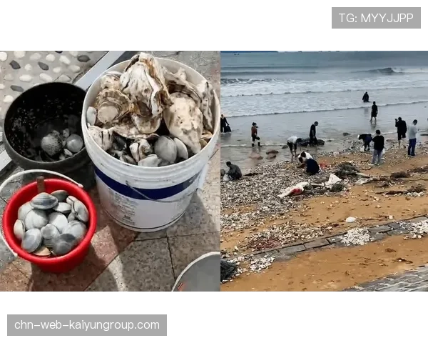 台风过后惠州赶海盛况引发生态与经济双关注,惠州市赶海最佳位置 台风过后惠州赶海盛况引发生态与经济双关注,惠州市赶海最佳位置